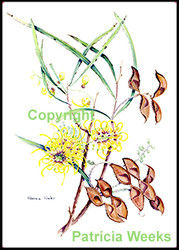 BlackEdge-8x72Hakea.jpg